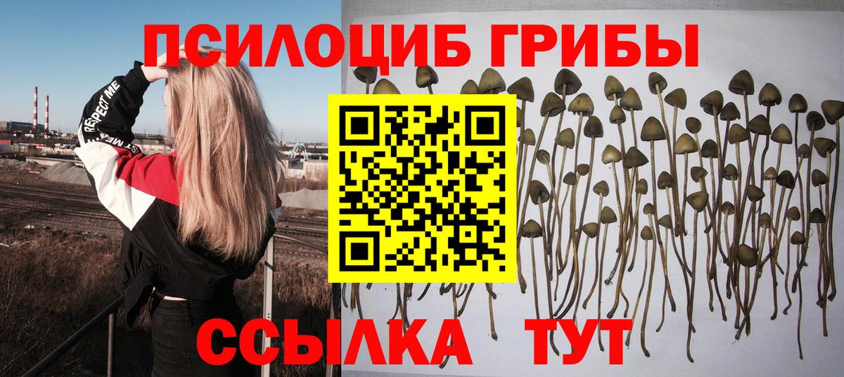 Псилоцибиновые грибы ЛСД Михайловка